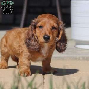 Buddy, Dachshund Puppy